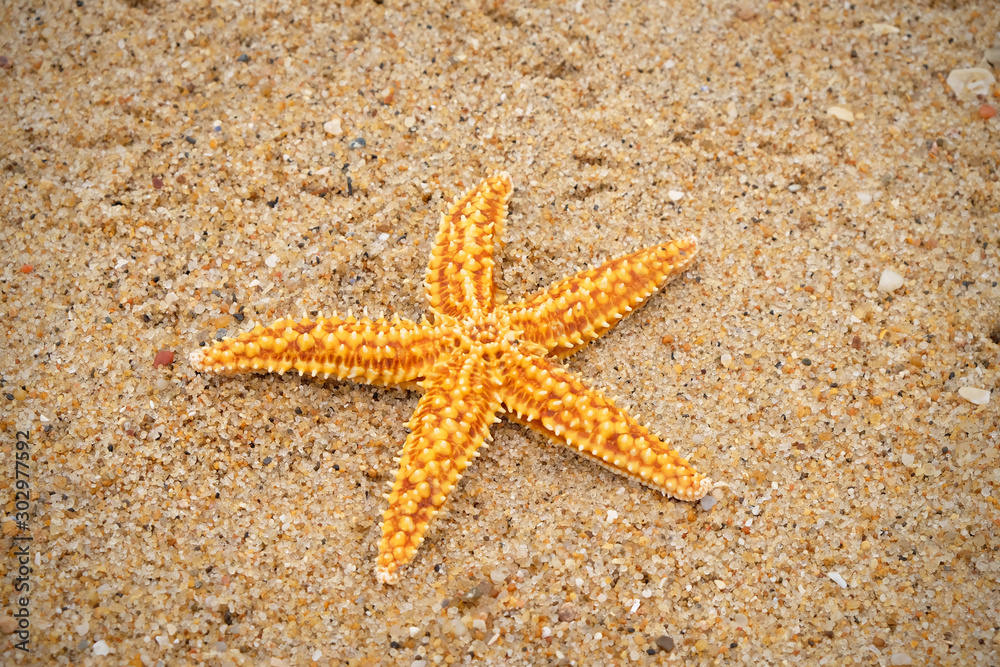 Close up of starfish on sea pebbles and sand. Close up of starfish on sea pebbles and sand.