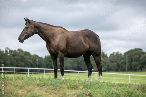 Thoroughbred Broodmare