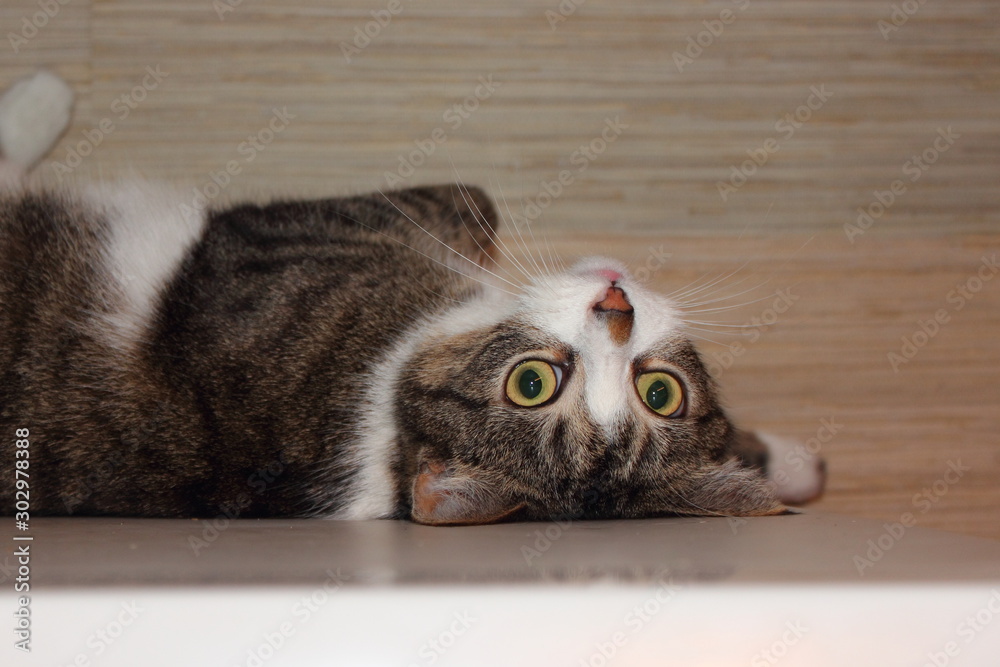 Naklejka premium cat