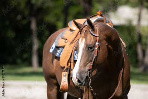 Horse Portrait 