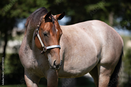 Horse Portrait  © Terri Cage 