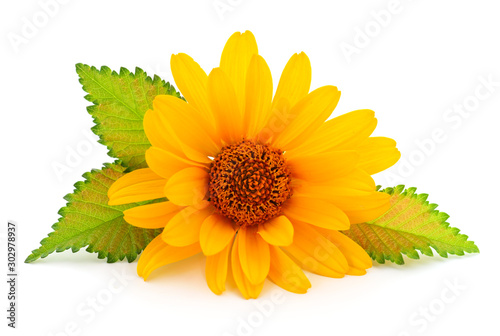 One yellow flower.