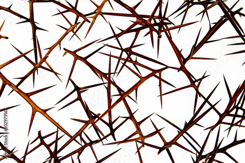 sharp needles of prickly acacia on a white background isolate photo