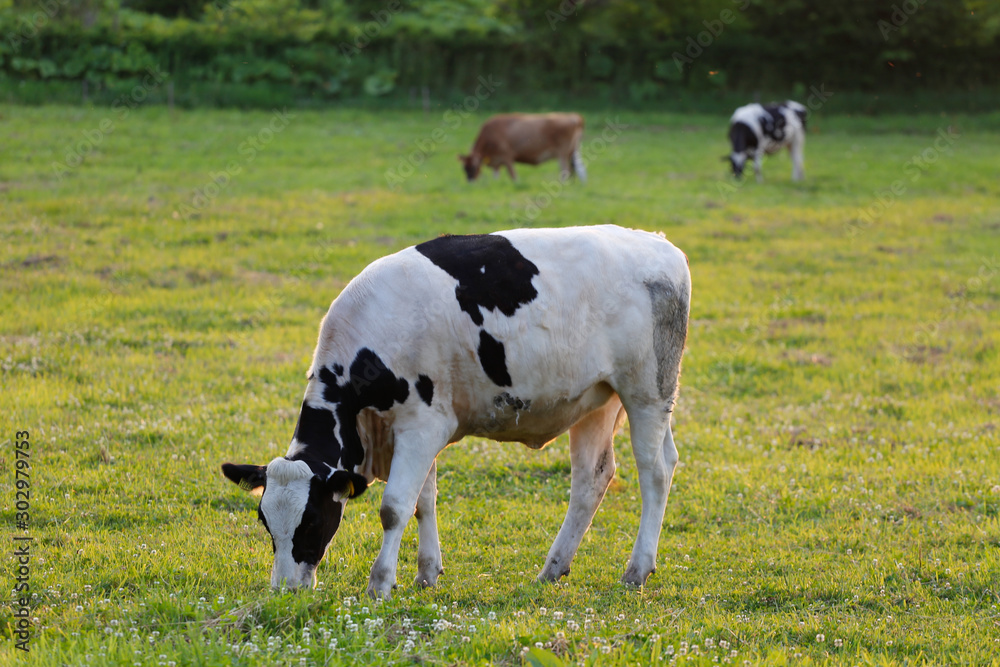 Cow grazing on a green meadow. Cow grazing on a green meadow.