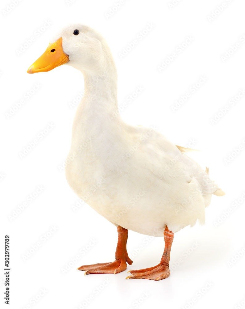 Duck on white. Duck on white.