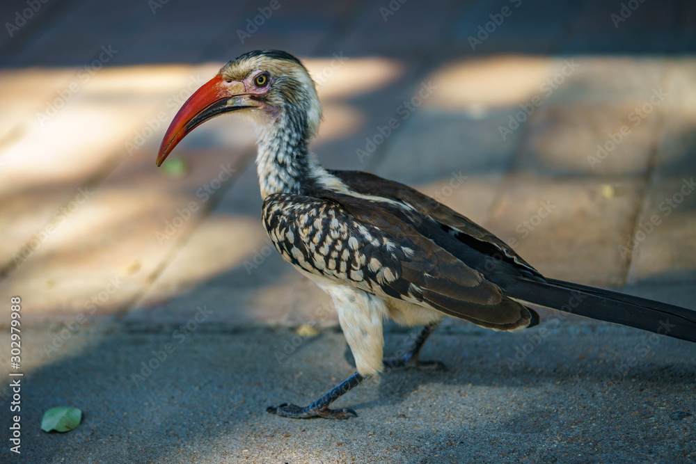 Fototapeta premium southern yellow-billed hornbill in kruger national park, mpumalanga, south africa 38