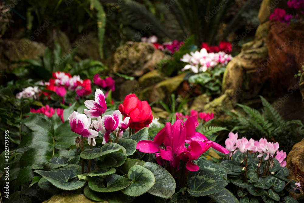 Cyclamen is an alpine violet. Many pink, white and red cyclamens in the botanical garden are for sale. Bright and beautiful indoor flowers, background