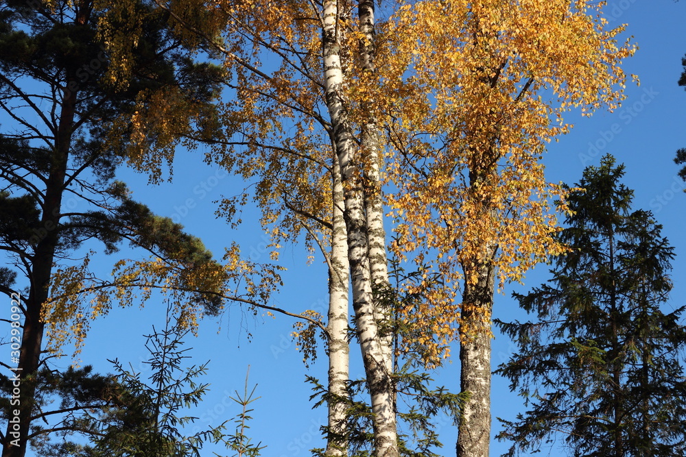 Fototapeta premium trees in autumn