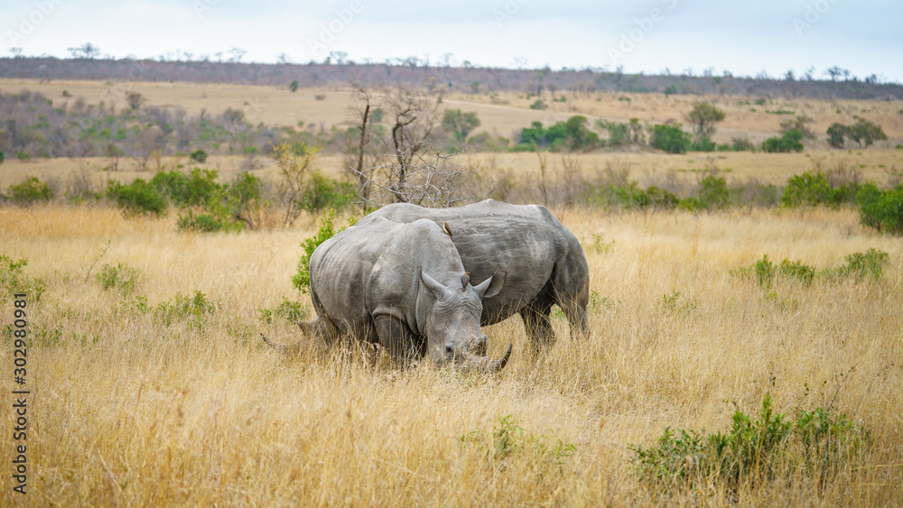 white rhinos in kruger national park, mpumalanga, south africa 5