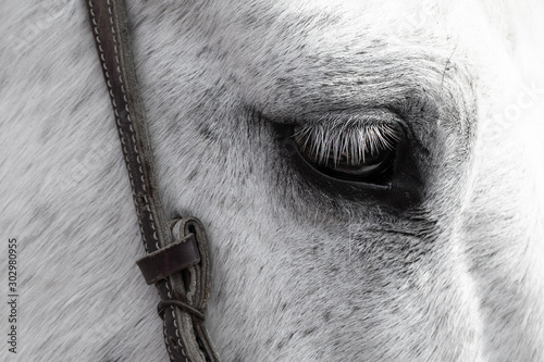 Fototapeta Naklejka Na Ścianę i Meble -  White horse eye