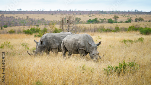 white rhinos in kruger national park  mpumalanga  south africa 11
