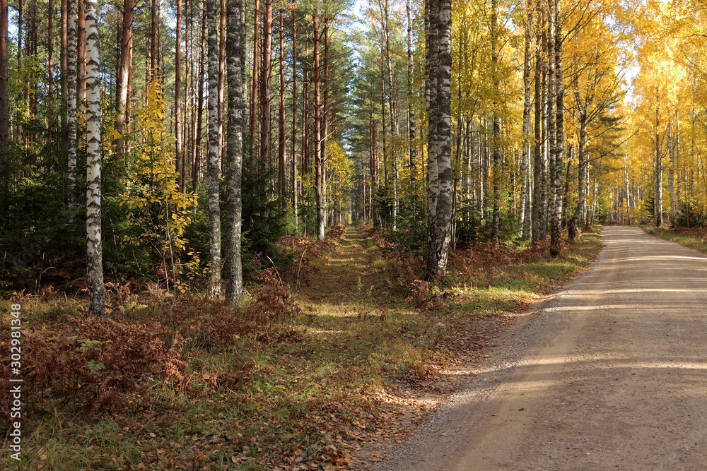 road in autumn forest road in autumn forest