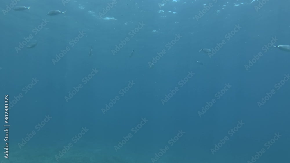 School of fish swims on the blue water in sun rays. Saddled Seabream, Saddle bream or Oblade (Oblada melanura) Mediterranean Sea School of fish swims on the blue water in sun rays. Saddled Seabream, Saddle bream or Oblade (Oblada melanura) Mediterranean Sea