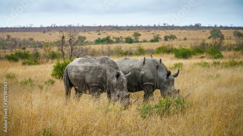 white rhinos in kruger national park  mpumalanga  south africa 25