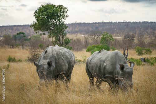 white rhinos in kruger national park  mpumalanga  south africa 28