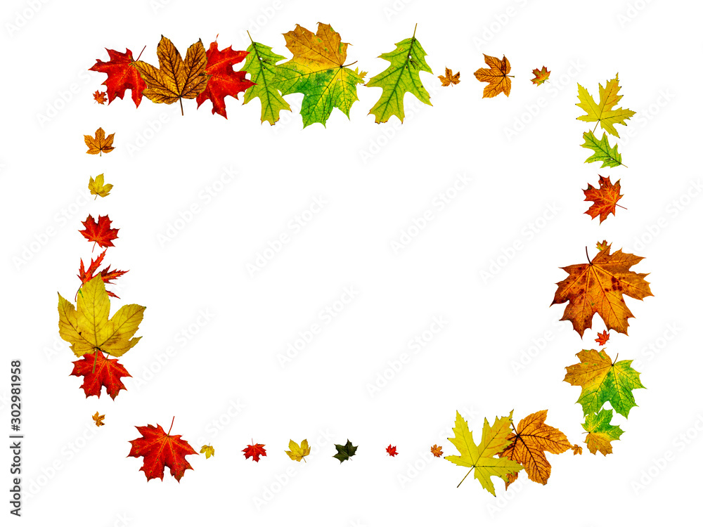 Autumn leaf isolated. Falling October background. Thanksgiving season concept