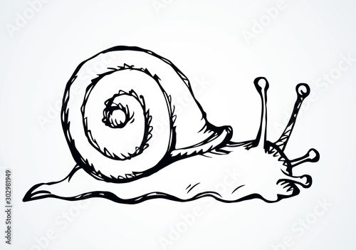 A snail creeps on the ground. Vector drawing