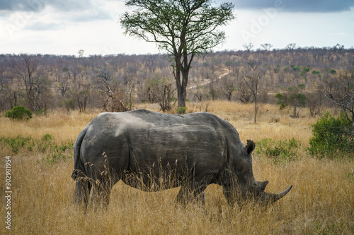 white rhinos in kruger national park  mpumalanga  south africa 34