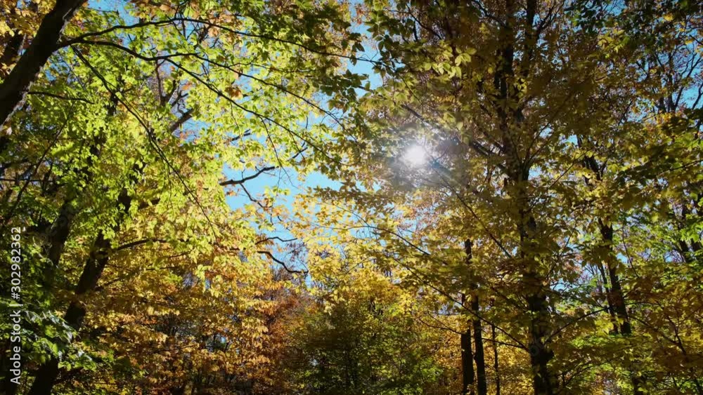 Walking Under a Canopy of Autumn Leaves - 4K Footage Walking Under a Canopy of Autumn Leaves - 4K Footage