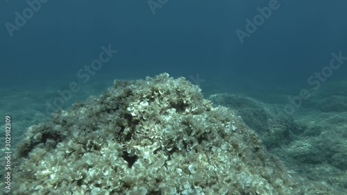 Parrotfish swim over rocky bottom covered with brown alga on blue water background. Mediterranean parrotfish or European parrotfish (Sparisoma cretense) and Brown alga peacock's tail (Padina pavonica) photo