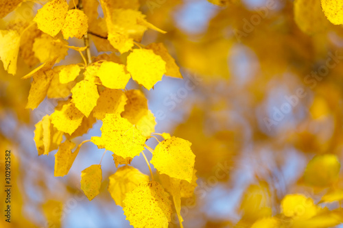 Golden tree leaves in autumn forest