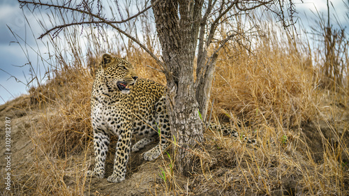 leopard in kruger national park, mpumalanga, south africa 108