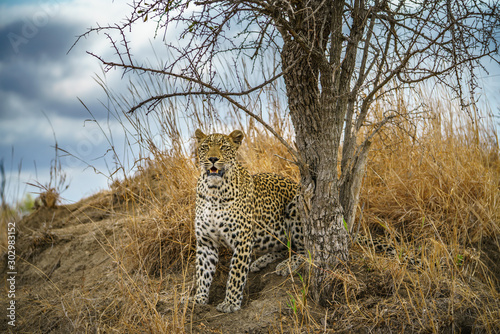 leopard in kruger national park  mpumalanga  south africa 157
