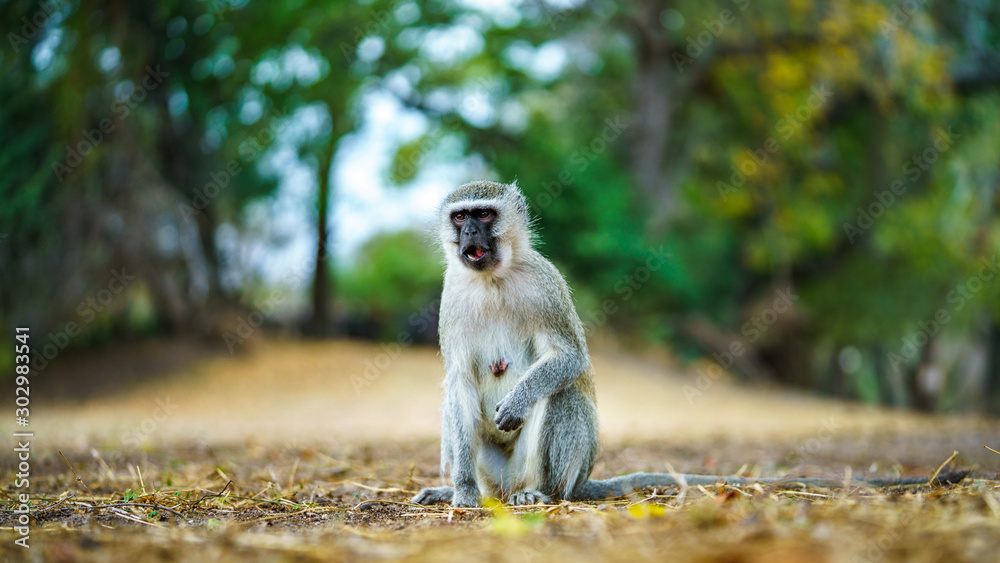 Obraz premium vervet monkey in kruger national park, mpumalanga, south africa 50