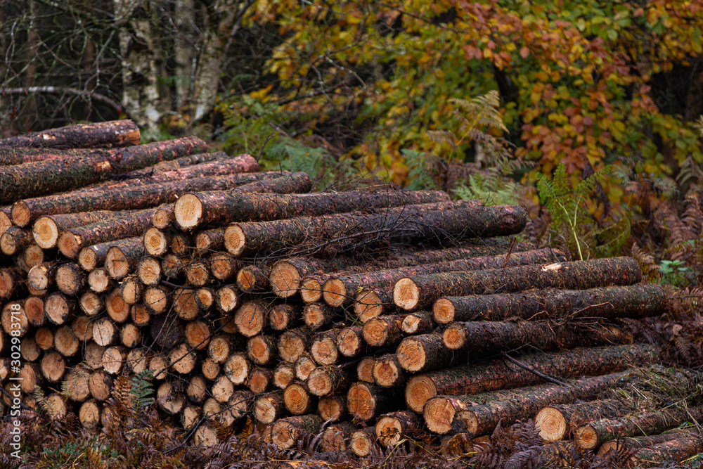 Freshly cut logs, logging sawmill, rolls of log's Cannock Chase forest Freshly cut logs, logging sawmill, rolls of log's Cannock Chase forest