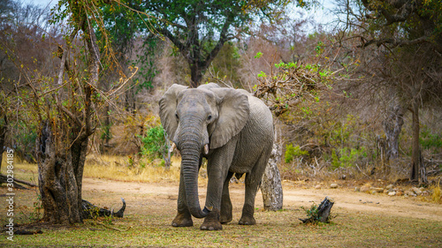 elephant in kruger national park  mpumalanga  south africa 75