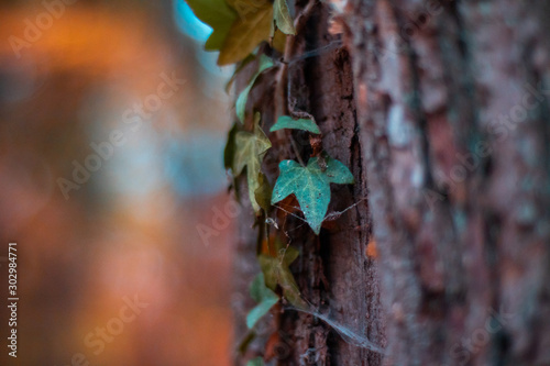 Efeu im Herbst