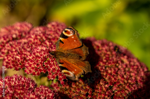 closeup of red peacock butterfly on red flower