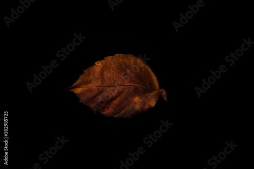 autumn leaves on black backdrop