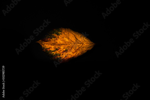 autumn leaves on black backdrop
