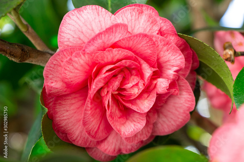 Photos Pink flower of camellia in a arden during spring