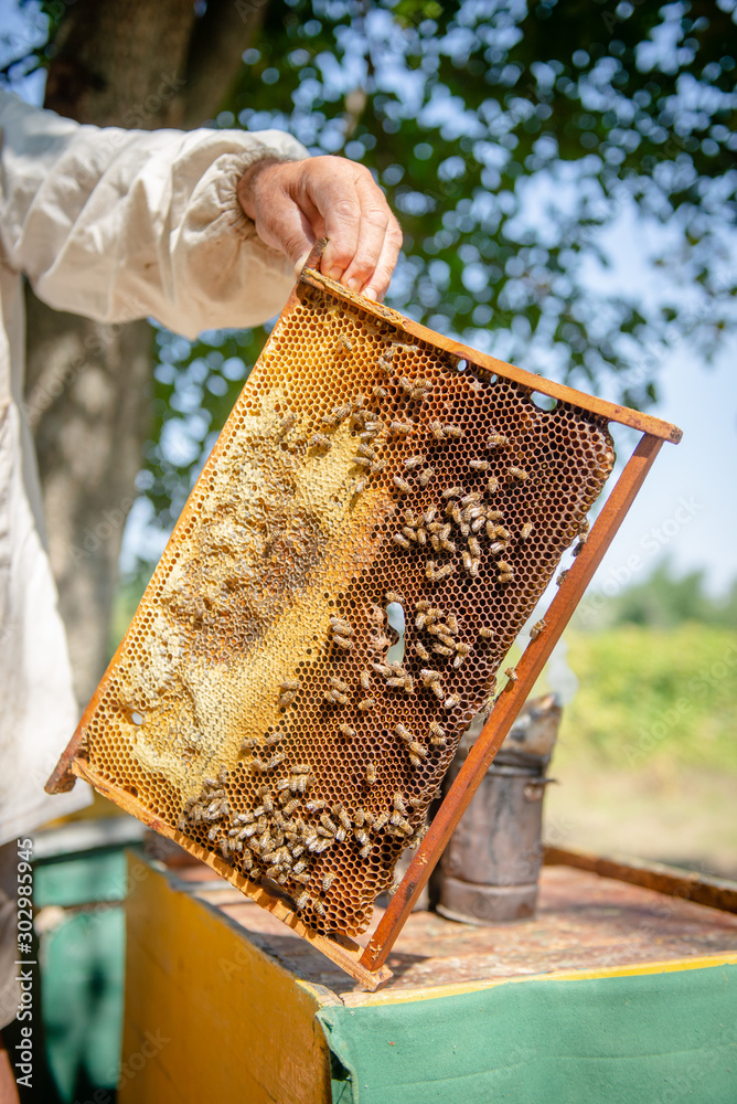 The beekeeper checks the hive. Looks at bees in the sun. The beekeeper checks the hive. Looks at bees in the sun.