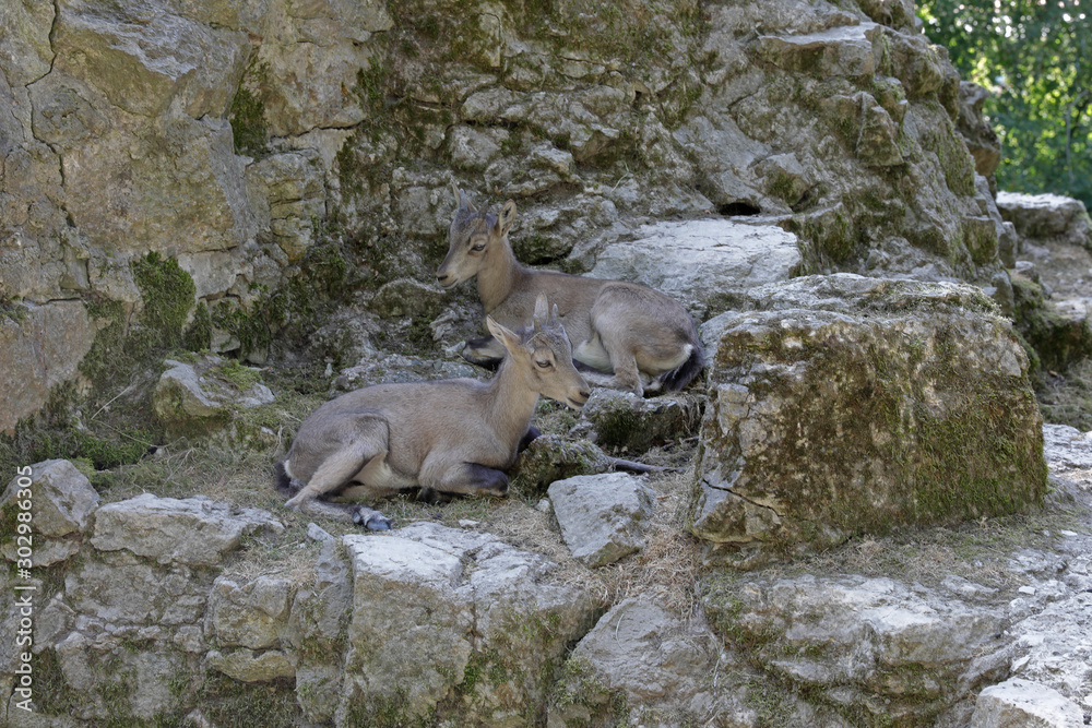 Kaukasischer Steinbock im Gebirge Kaukasischer Steinbock im Gebirge