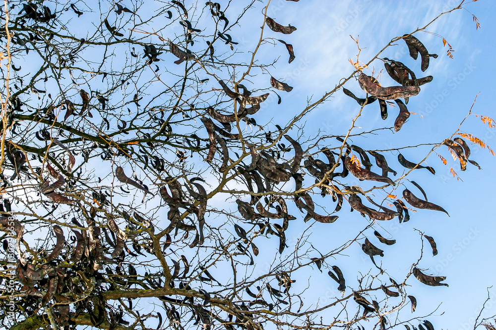 Carob pods hanging from its branches. Carob pods hanging from its branches.