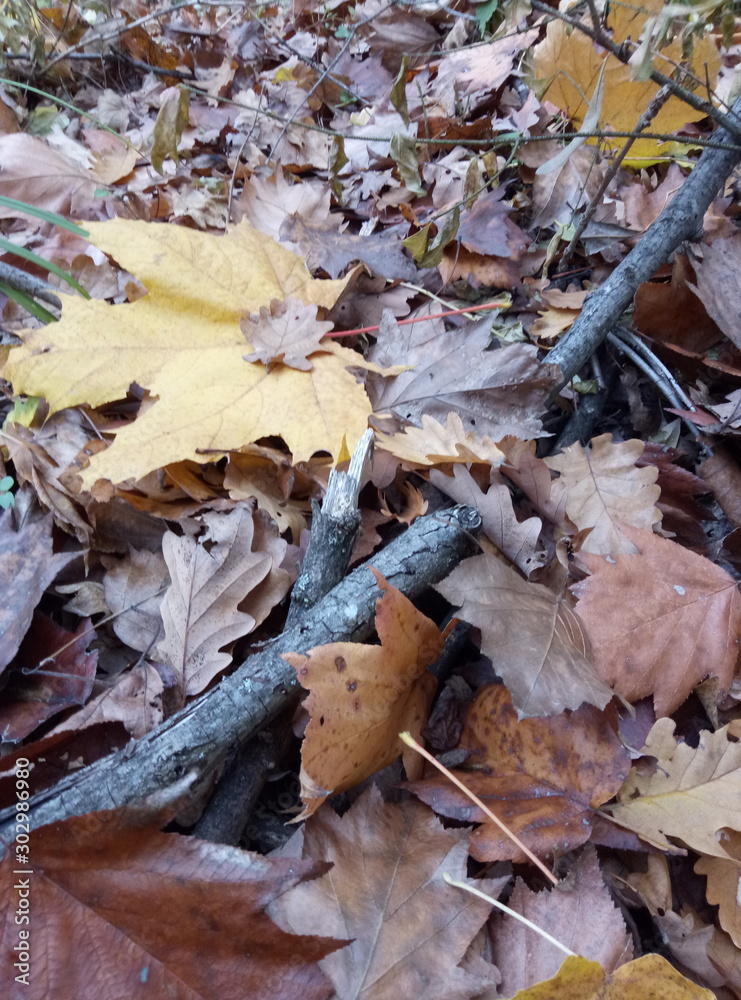 Fototapeta premium autumn leaves on ground