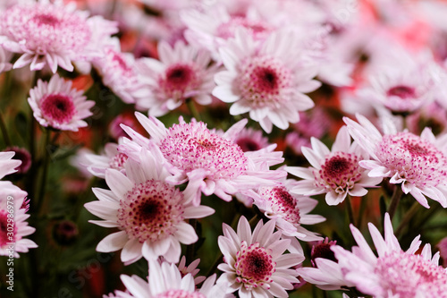 Beautiful pink chrysanthemum as background picture