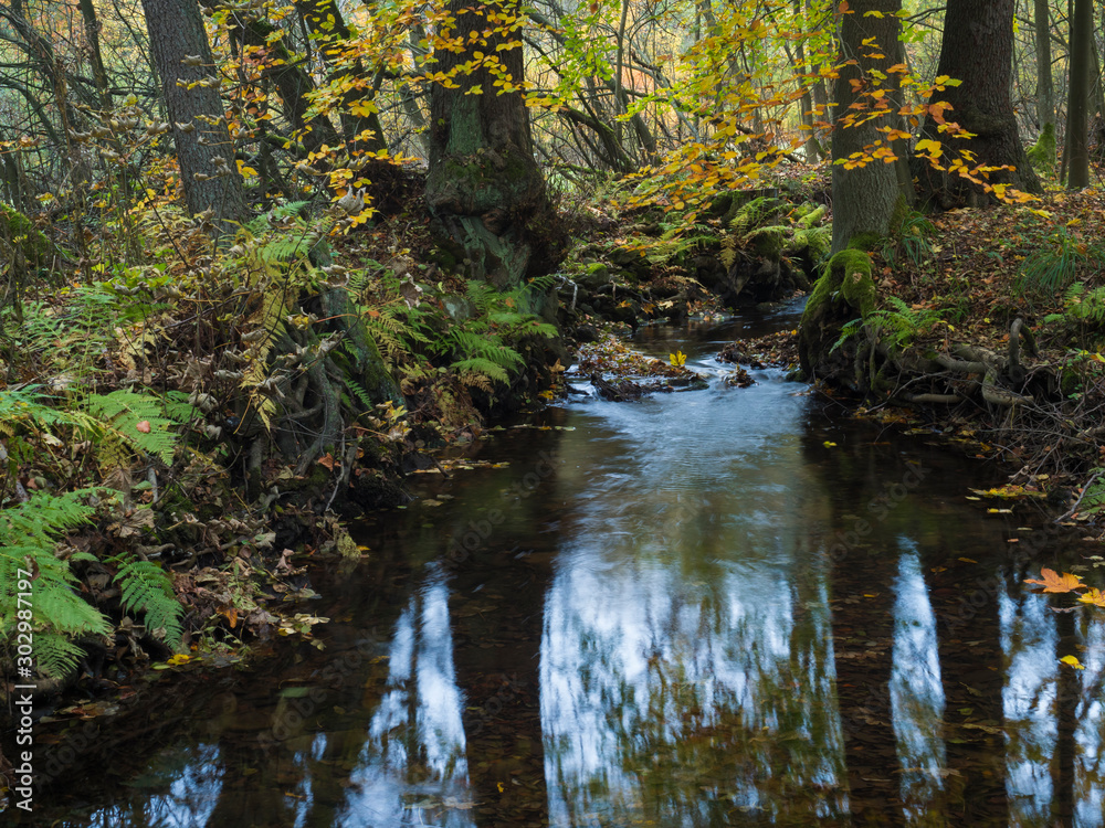 Fototapeta premium Long exposure magic forest stream cascade creek in autumn with stones, moss, ferns and colorful fallen leaves and trees in luzicke hory lusitian mountain in czech republic