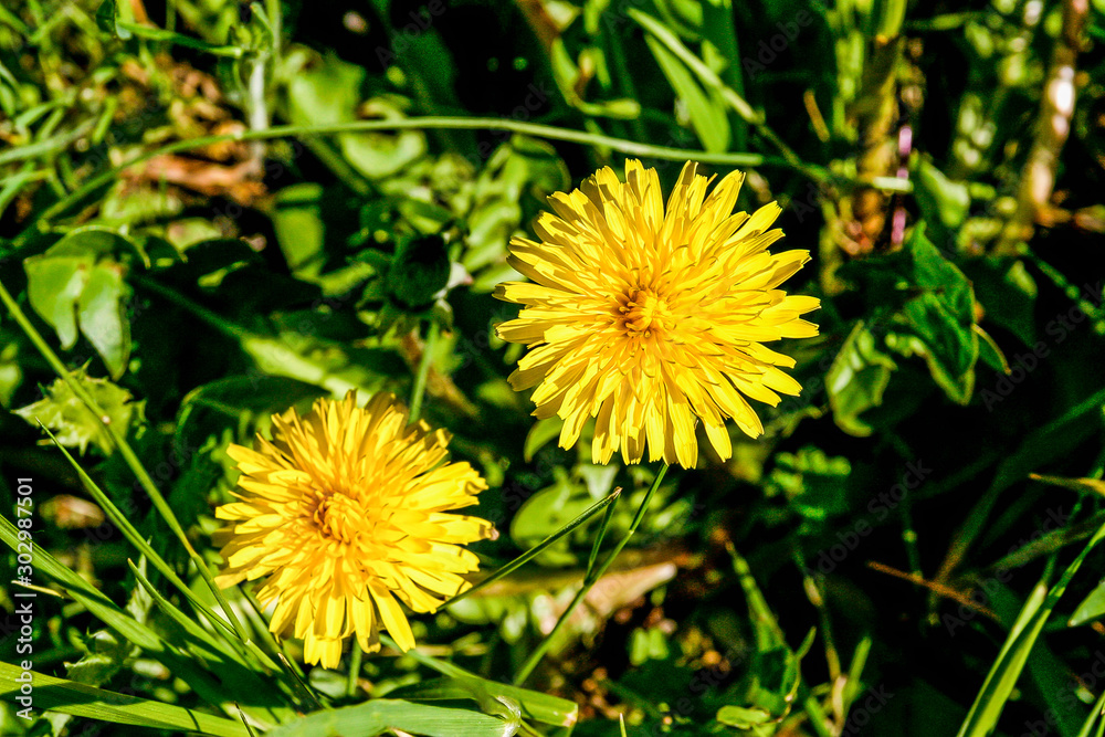 Flower of name Wild Dandelion on grass background. Wild flower, fresh, yellow Flower of name Wild Dandelion on grass background. Wild flower, fresh, yellow