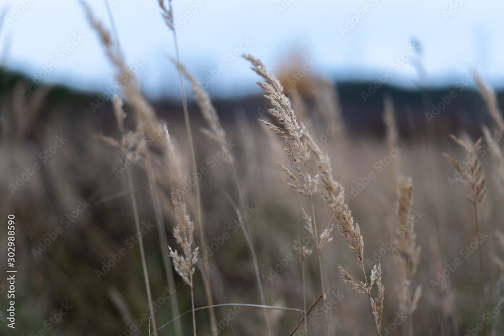 Fototapeta premium grass in the wind