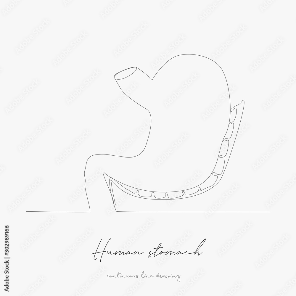continuous line drawing. human stomach. simple vector illustration. human stomach concept hand drawing sketch line. continuous line drawing. human stomach. simple vector illustration. human stomach concept hand drawing sketch line.