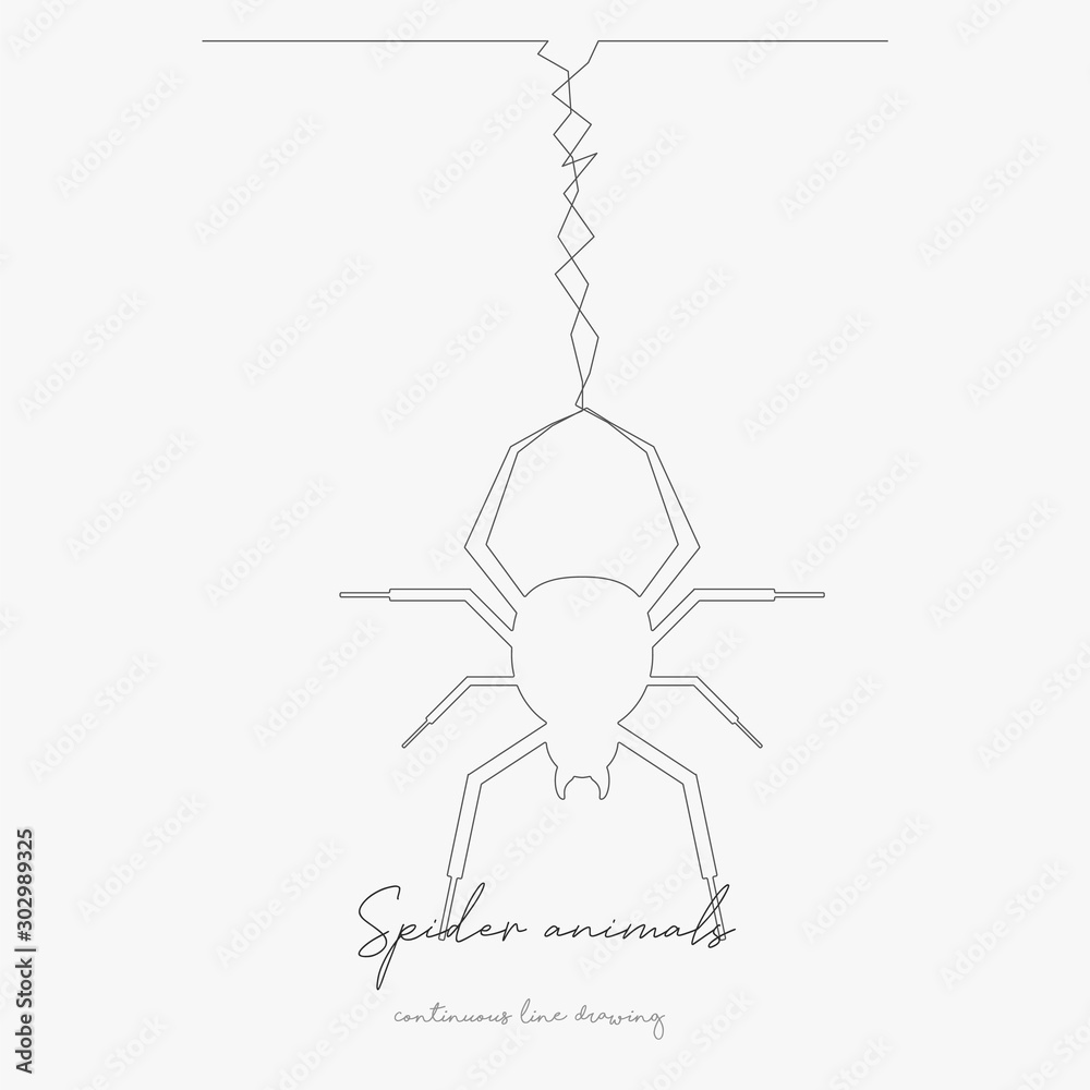 continuous line drawing. spider animals. simple vector illustration. spider animals concept hand drawing sketch line.