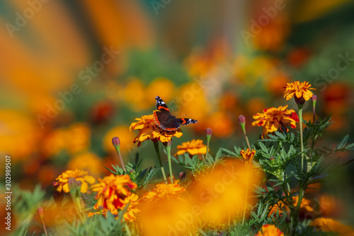 beautiful butterfly sits on a yellow flower in a summer garden © antonina