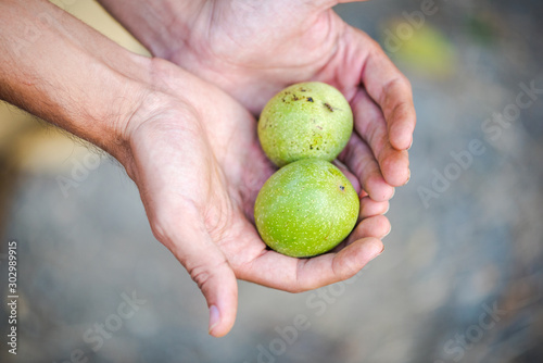 Man holding green walnuts in his hands.