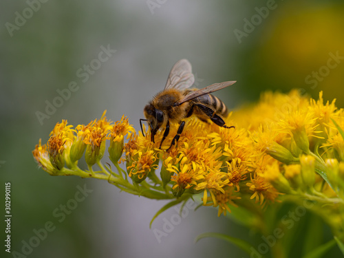 Biene © Kare1501