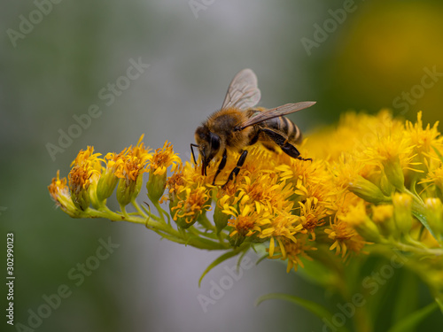 Biene © Kare1501