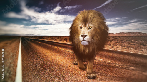 lion on road